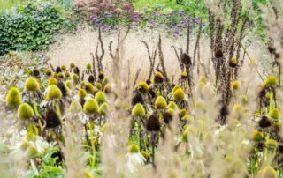 Mooie planten tuin LipsGroen project